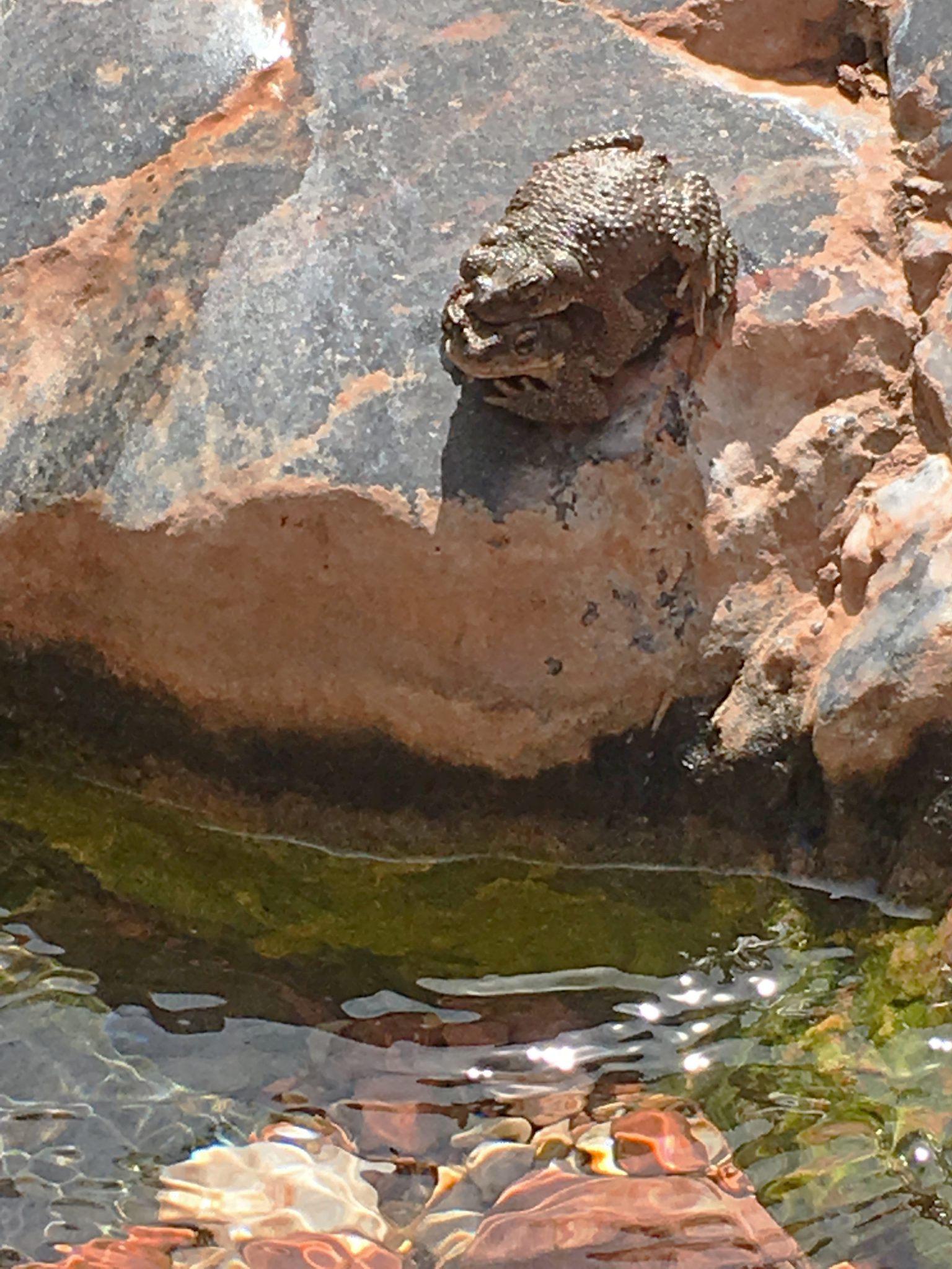 Monument Creek Grand Canyon Woodhouse Toads
