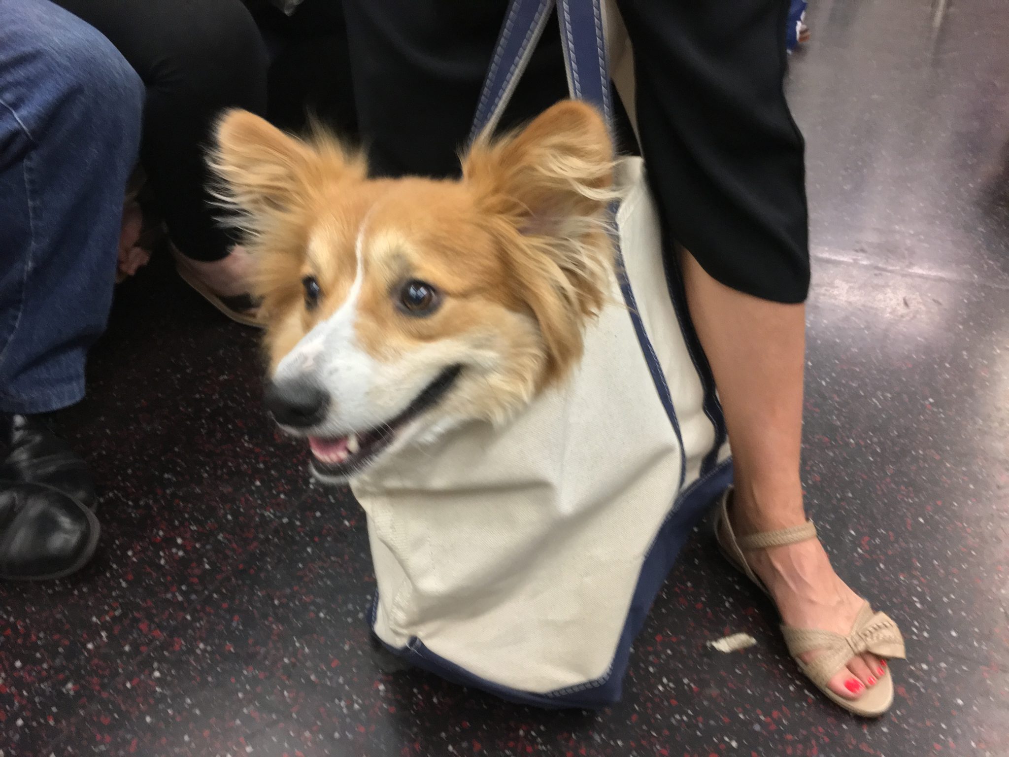 Dog in a bag