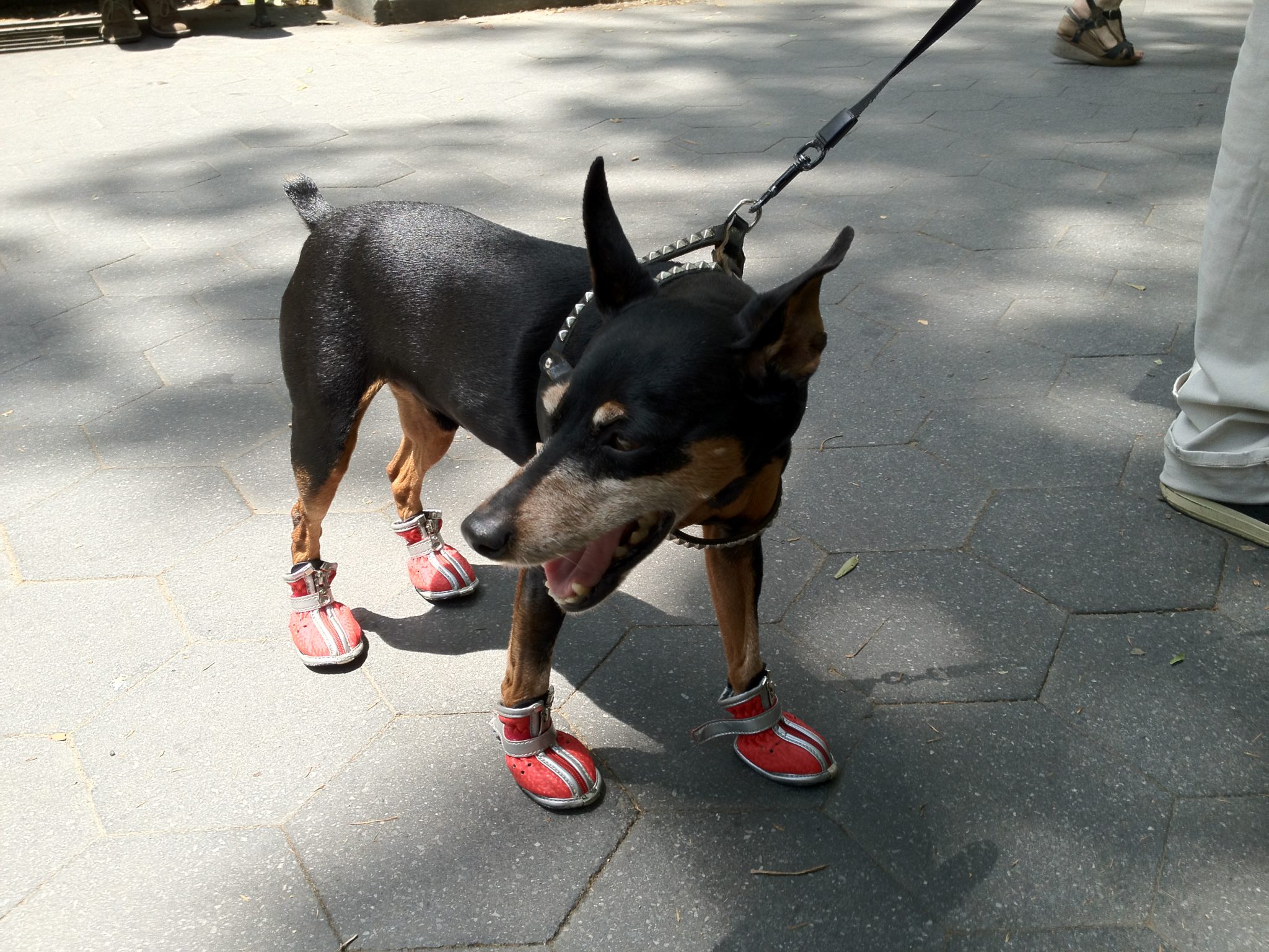Dog in Shoes